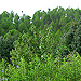 Sonapani Greenery